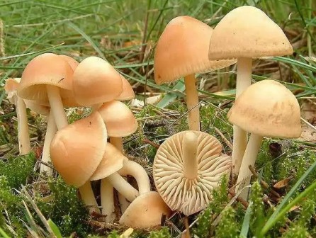   Armillaria mellea (Armillariella mellea)